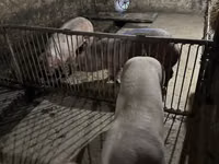 Beer, Varkens — foto 2