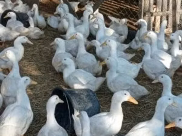 Ducks