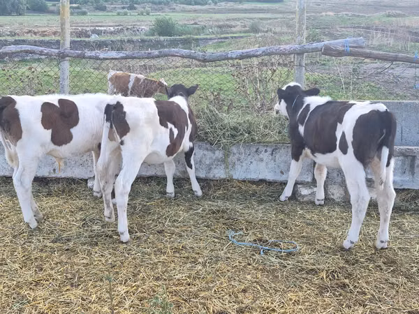 Bull, Cattle — Moldova