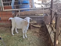แพะตัวเมีย, Nubian Goat — รูปภาพ 7
