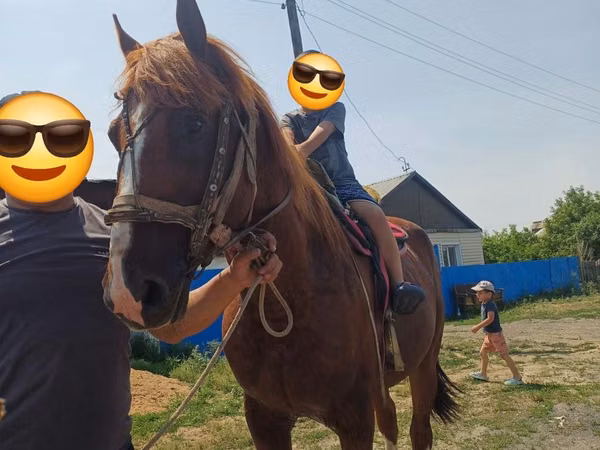 Horse (M), Kazakh horse — Kazakhstan