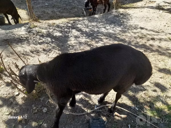 የጎትት አውራ በግ, Sheep — ኡዝቤኪስታን
