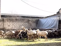 Ram, Sheep — photo 1