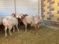 ভেড়ার পাঁঠা, Rhon sheep — ছবি 6