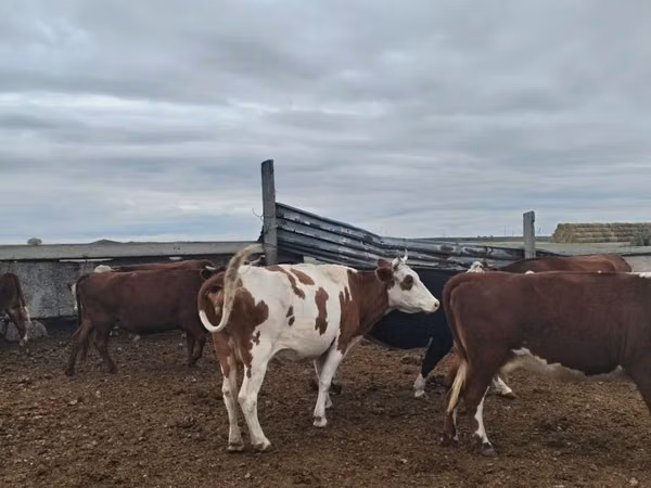 Гов, Simmental cattle — Қазоқистон