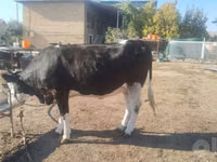 گاو ماده, Simmental cattle — عکس 6
