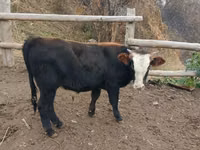 Cattle (batch, sex not specified), Aberdeen-Angus — photo 3