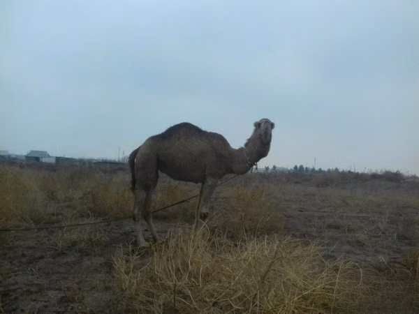 Camel Female, Camels