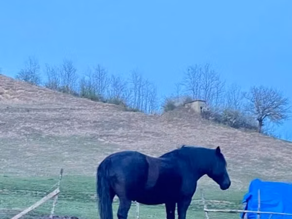 Mare, Kabardian horse — Hungary
