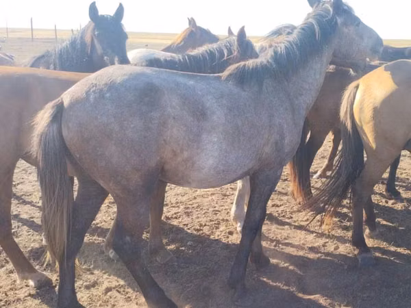 Kuda betina, Horses — Kazakhstan