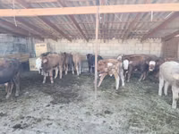 ወንድ በሬ, Simmental cattle — ፎቶ 7