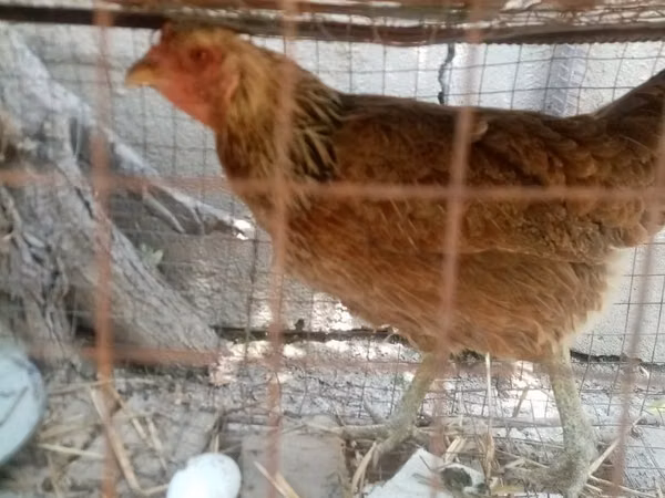 आईएसए ब्राउन