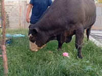 Bull, Swiss cattle — photo 2