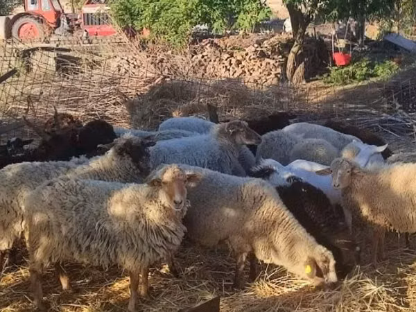 گوسفند (گروه، جنسیت مشخص نشده), Dorper sheep
