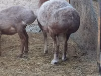 Ram, Rhon sheep — photo 1