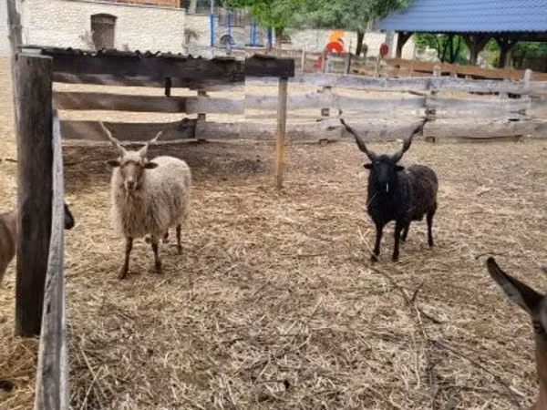 แกะตัวผู้, Racka sheep