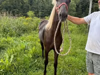 Азаргагүй морь, Rocky Mountain Horse — 4 зураг