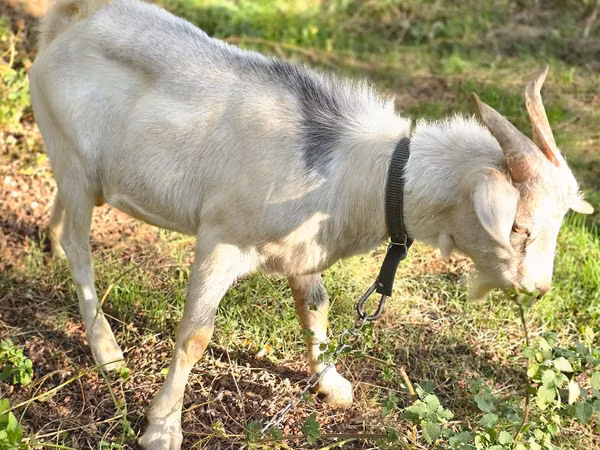Billy Goat, Nubian Goat — Moldova