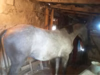 Horse (M), Horses — photo 3