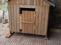 Taxta it evi / dam - Material: təbii taxta lövhələr, möhkəm karkas - — φωτογραφία 1