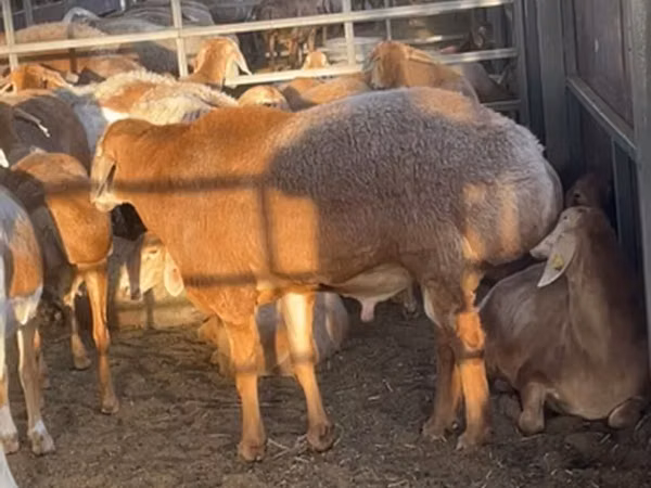 Sheep, Arashan sheep — Kyrgyzstan
