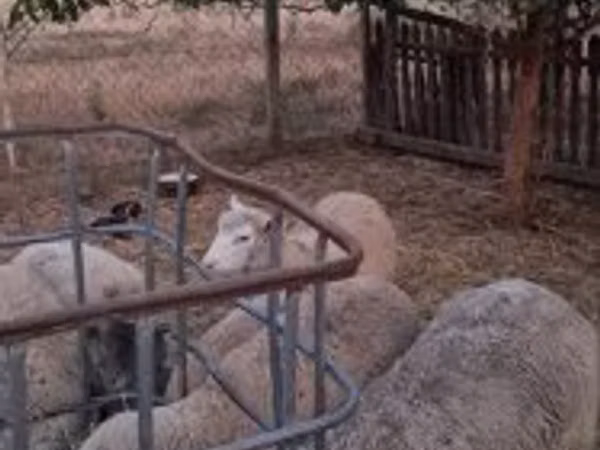 Montone, Cerry Hill sheep