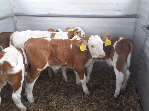 Tyre, Simmental cattle