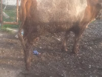 Cattle (batch, sex not specified), Cattle — photo 1
