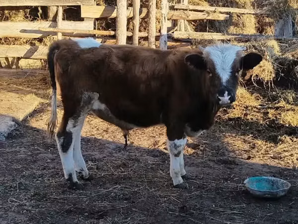 Бух, Казах цагаан толгойт үхэр