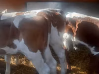 گاو نر, Simmental cattle — عکس 2