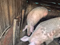 Sow, Pigs — photo 2