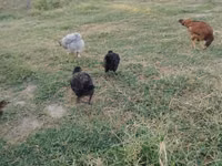 Chickens — sawirka 5