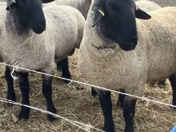 Ram, White Suffolk sheep — Hungary