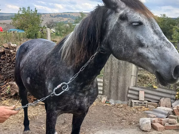 Mare, Horses — Moldova