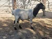 قوچ, گوسفند — عکس 3