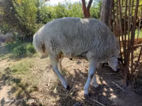 Ram, Blackheaded Persian sheep — photo 3