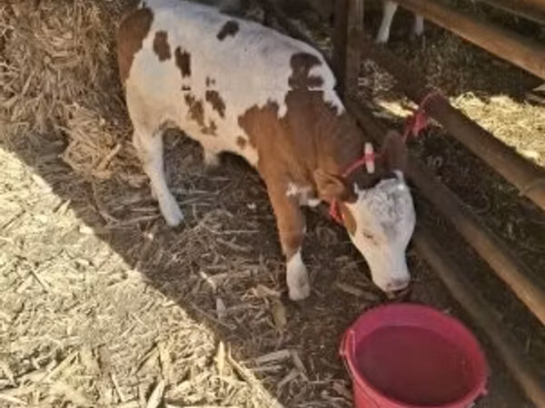 Bull, Hungarian Grey breed — Hungary