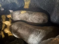 Säue, Schweine — Foto 4