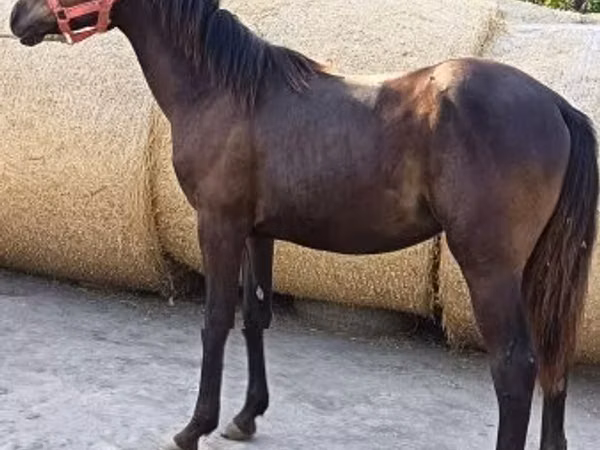 Horse (M), Quarter Horse — Hungary