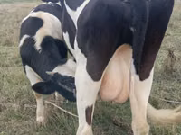 母牛, Russian Black pied cattle — 照片 3