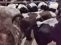 Бұқа, Russian Black pied cattle — 3-сурет