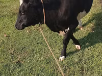 Ko, Russian Black pied cattle — foto 2