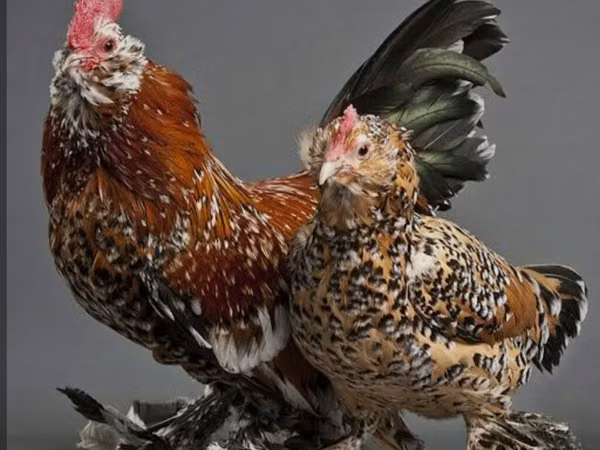 Bantam — Azerbaijan