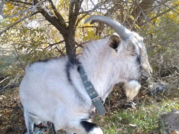 雄ヤギ, Alpine goat