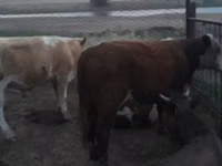 Lembu jantan, Simmental cattle — foto 5