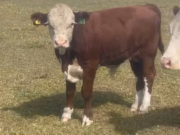 Bull, Hereford — Kazakhstan