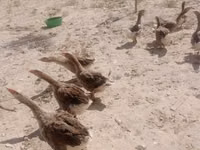 Geese — รูปภาพ 2
