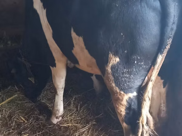 Bull, Holstein breed — Poland