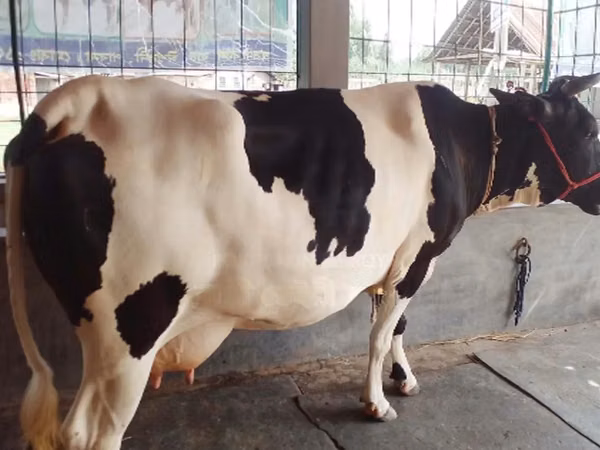 Mucca, Bifalo — Bangladesh