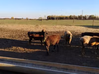แกะตัวเมีย, Edilbay sheep — รูปภาพ 5
